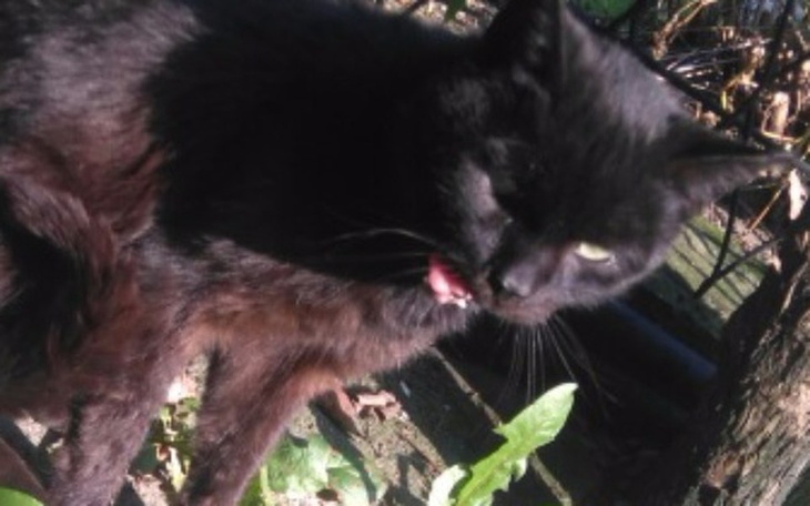 Zbiórka Kocurek z połamaną szczeką-TOZ - zdjęcie główne