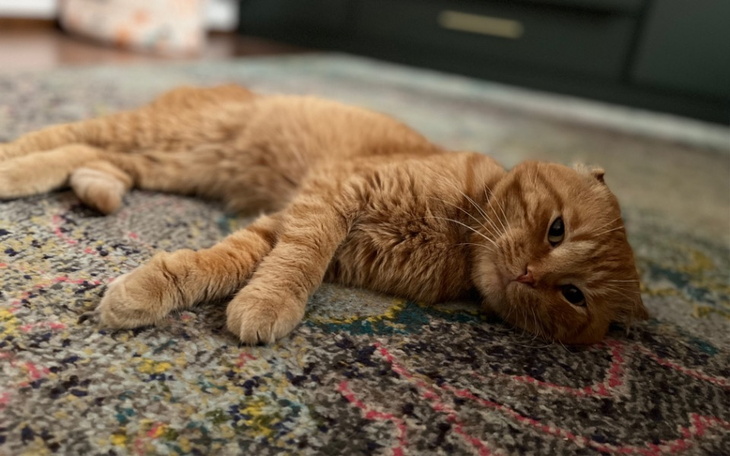 Zbiórka Finansowe wsparcie chorych kotów - zdjęcie główne