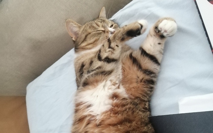 Zbiórka Na leczenie kocurka Gilberta - zdjęcie główne