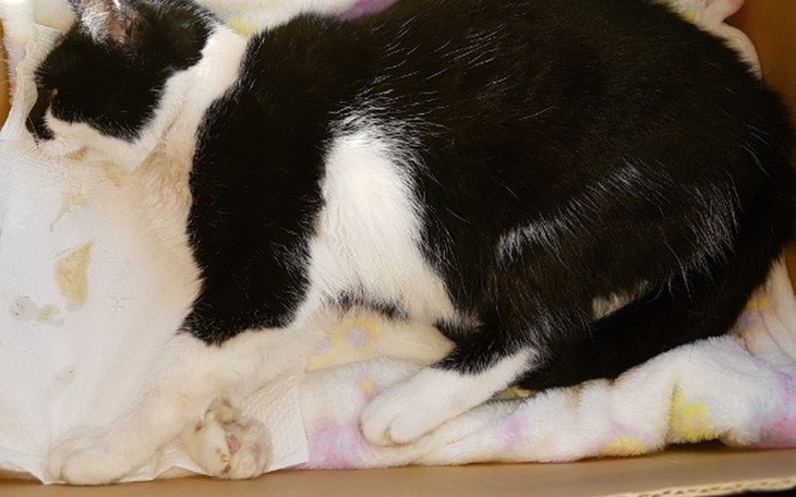 Zbiórka DAISY wojowniczka - zdjęcie główne