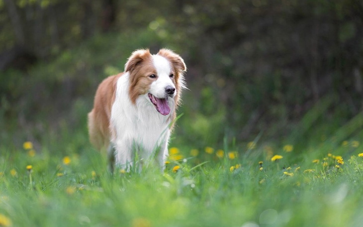 Zbiórka Wymarzony pjes - zdjęcie główne