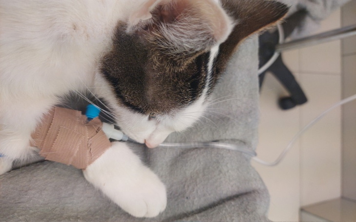 Zbiórka na leczenie Lolka - zdjęcie główne