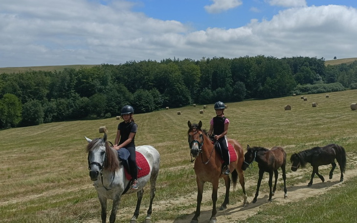 Zbiórka Wymarzona stajnia - zdjęcie główne