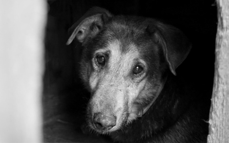 Zbiórka Krasnalka za TM, dług w lecznicy - zdjęcie główne