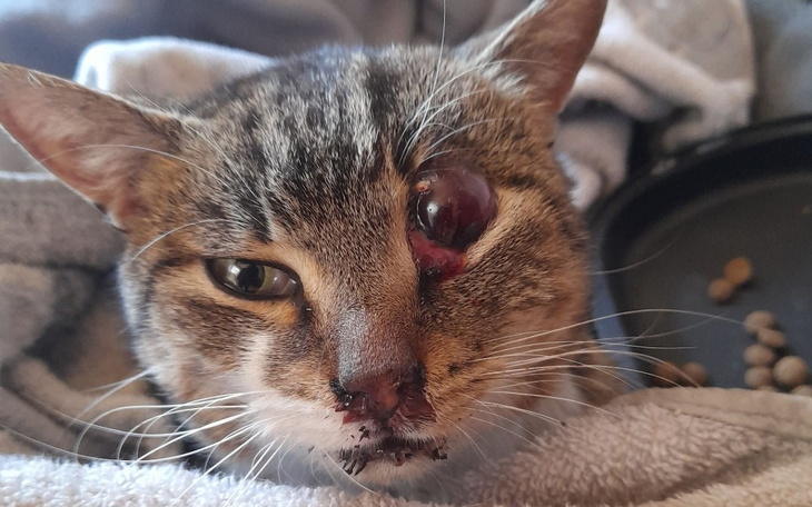 Zbiórka na operacje dla Feliksa - zdjęcie główne