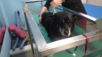 Zbiórka Stefan - fizjoterapia łapek - miniaturka zdjęcia