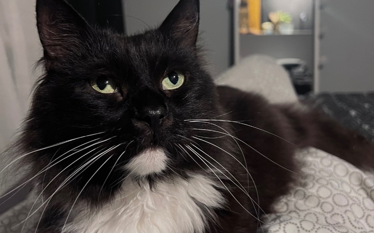 Zbiórka Loluś jest śmiertelnie chory - zdjęcie główne