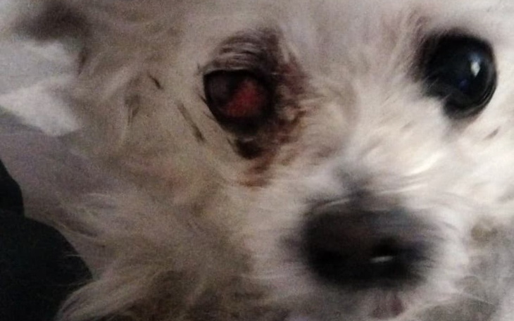 Zbiórka Ratujemy Oczko Pusi - zdjęcie główne