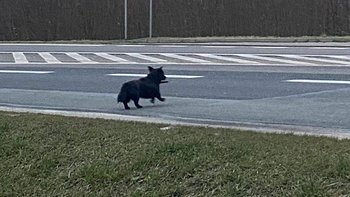 Zbiórka Odłowienie Gucia - miniaturka zdjęcia