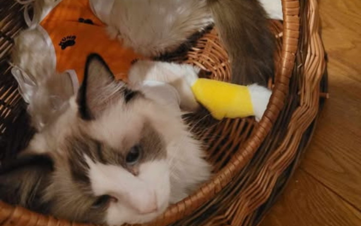 Kot leży w koszyku, z opatrunkiem na łapie.