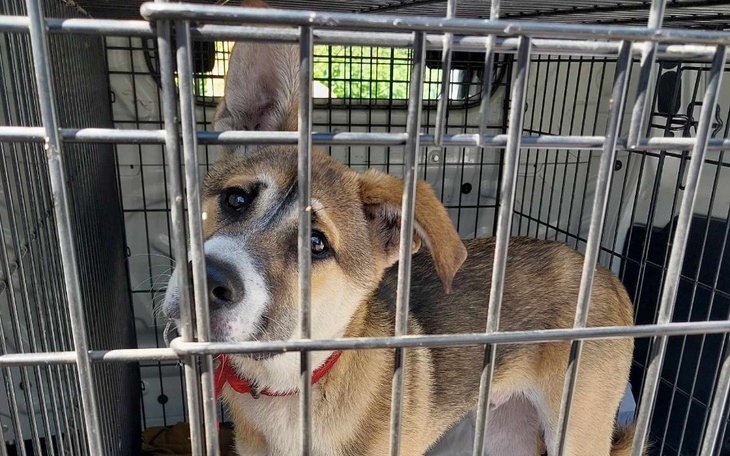 Zbiórka Na psie hotele - czerwiec24 - zdjęcie główne