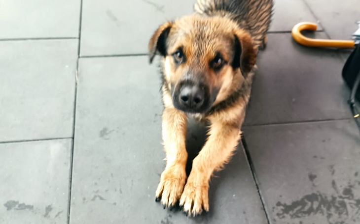 Szczeniak w pozycji do zabawy, z mokrym futrem.