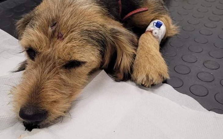 Zbiórka Lacky gm.Bytoń leczenie - zdjęcie główne