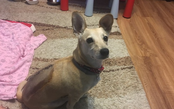 Zbiórka Rehabilitacja Kuki - zdjęcie główne