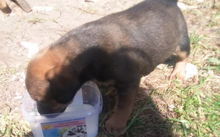 Zbiórka Schronisko Dla Zwierzad - zdjęcie główne