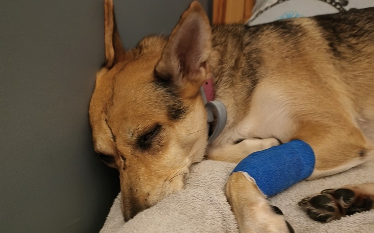 Zbiórka Mia walczy o życie-rezonans - zdjęcie główne