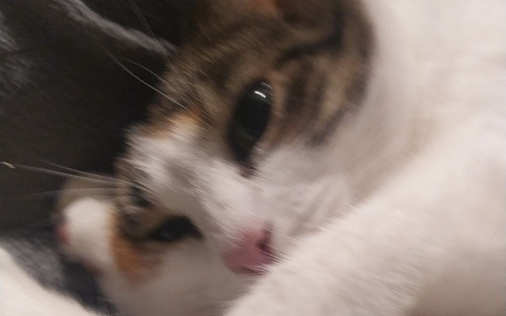 Zbiórka Alek - Na walkę z dysforią - zdjęcie główne