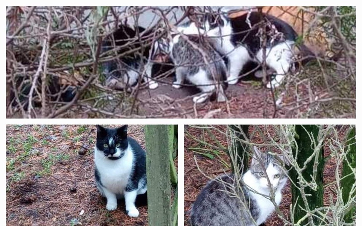 Zbiórka Samej trudno pomagać - zdjęcie główne