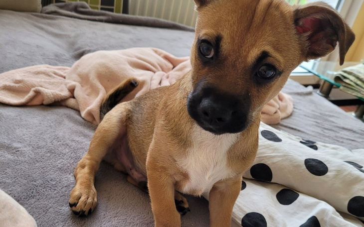 Zbiórka Bezdomne zwierzętaa - zdjęcie główne