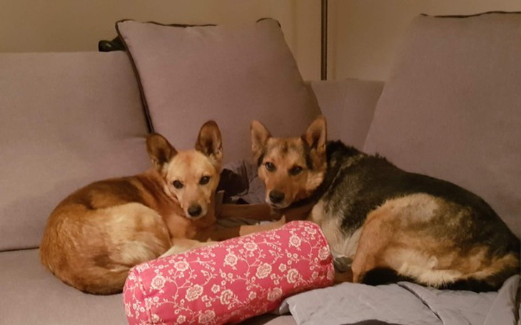 Zbiórka Nesti - zdjęcie główne