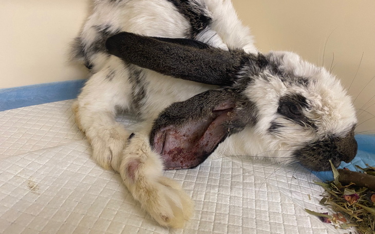 Królika z uszkodzoną łapką, leży na podłożu.