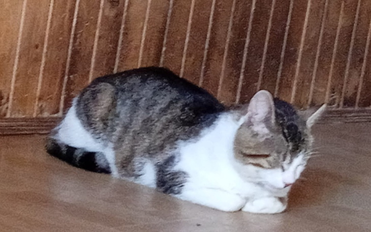 Kot śpiący na podłodze, w spokojnej pozycji.