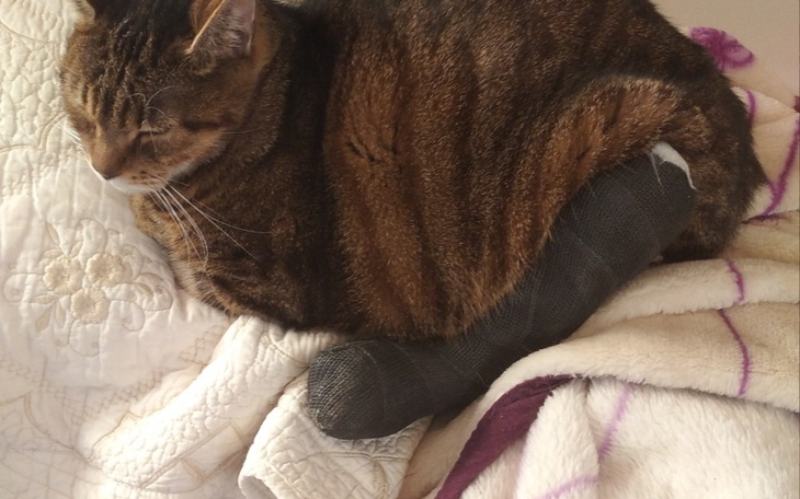 Zbiórka Leczenie Felusia i Filemona - zdjęcie główne