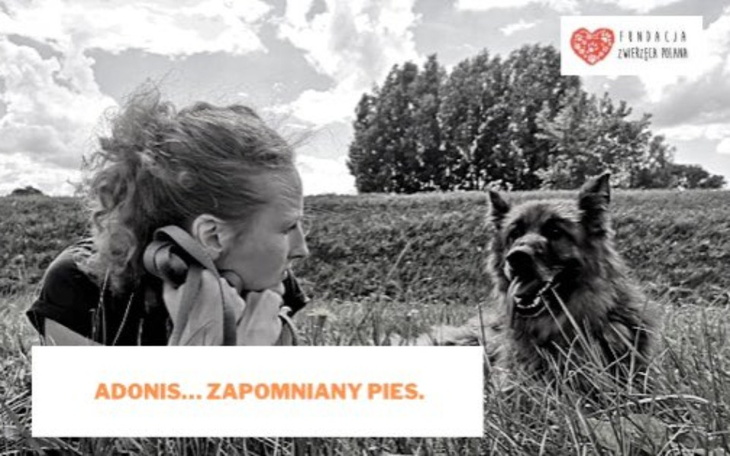Zbiórka Adonis... zapomniany pies. - zdjęcie główne