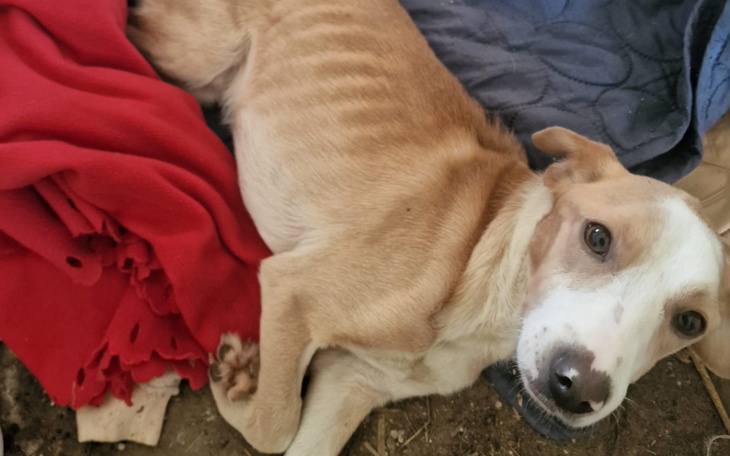 Zbiórka Psiak uratowany od eutanazji - zdjęcie główne