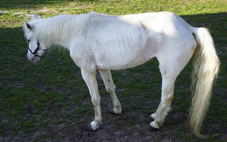 Zbiórka Pola chce żyć! - zdjęcie główne