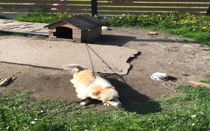 Zbiórka Połóżmy kres wegetacji Kamela - zdjęcie główne