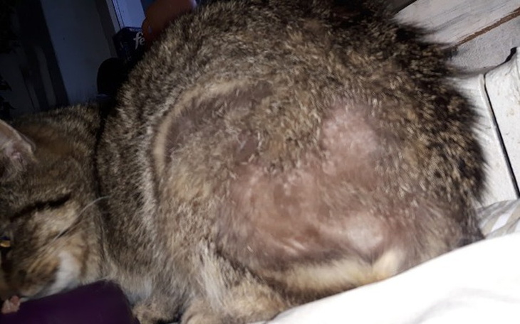 Zbiórka Półłysa koteczka - diagnozujemy - zdjęcie główne