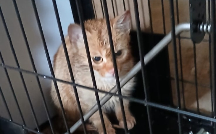 Mały kotek w klatce, patrzący na zewnątrz.