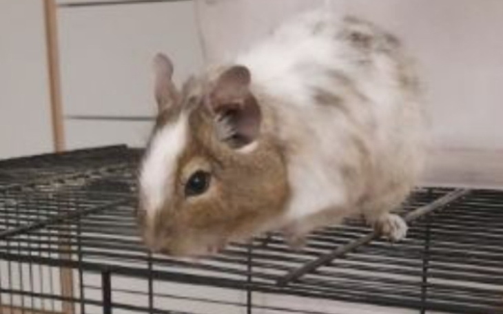 Zbiórka NA koszatniczkę i klatkę - zdjęcie główne