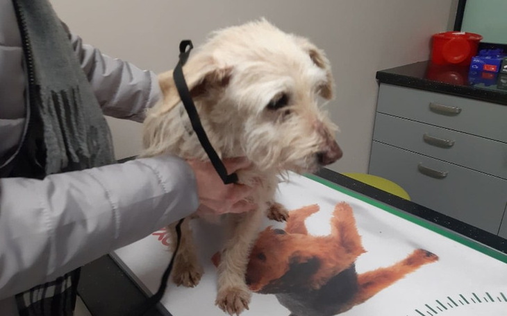 Zbiórka Bezpańska maleńka sunia z guzami - zdjęcie główne