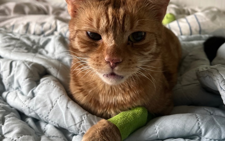 Kot z opatrunkiem na łapie, leżący na pościeli.