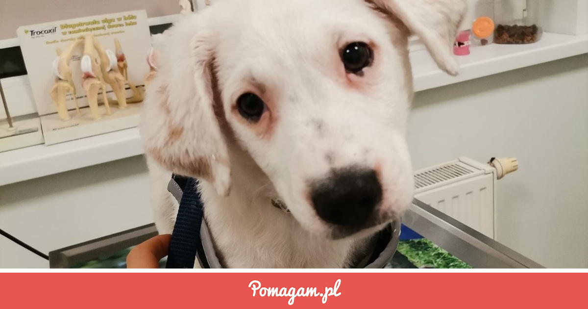 zrzutka-na-wiejskie-szczeniaki-fundacja-akceptacja-pomagam-pl
