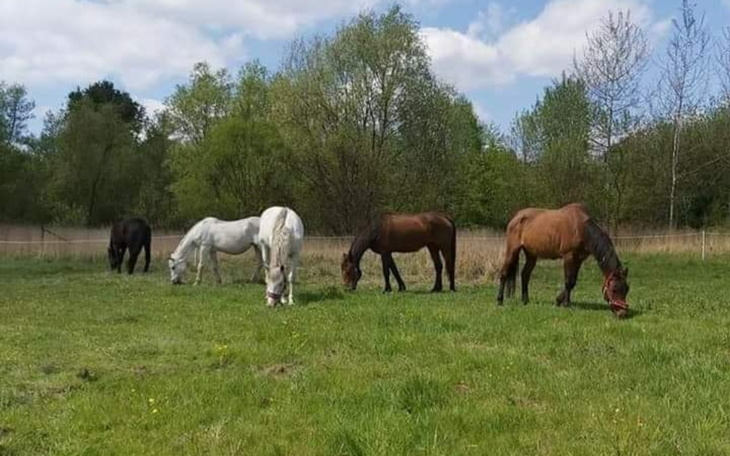 Zbiórka Leczenie klaczy - zdjęcie główne