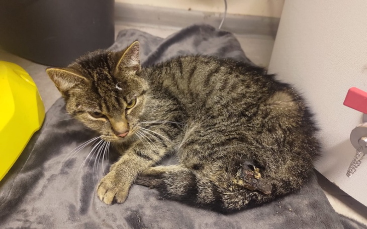 Zbiórka Leśna znajdka i jej łapka - zdjęcie główne