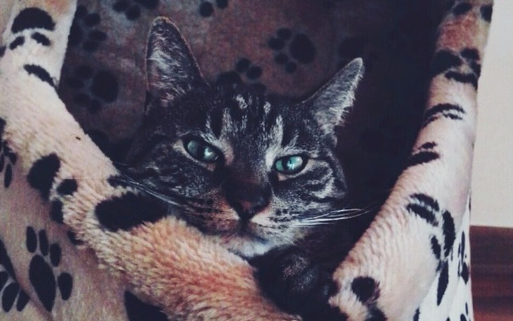 Zbiórka Kotek Rysio potrzebuje wsparcia - zdjęcie główne