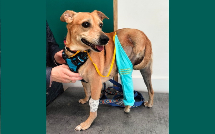 Pies w uprzęży, z opatrunkiem na nodze.