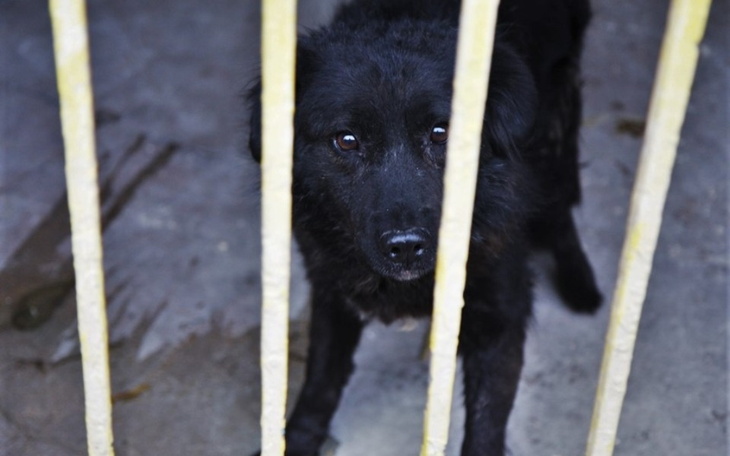 Zbiórka Zakup karm dla bezdomnych zwierz - zdjęcie główne