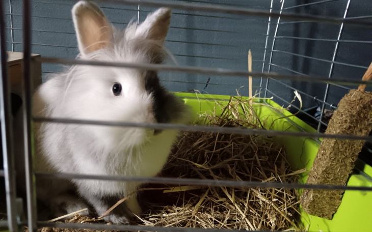 Zbiórka na króliczą wyprawkę - zdjęcie główne