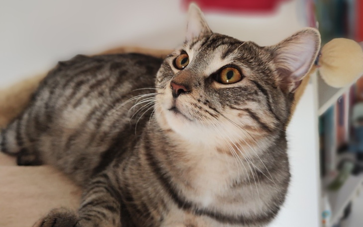 Zbiórka Pomóżcie mi uratować Leosia - zdjęcie główne