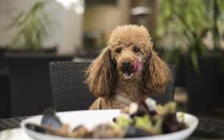 Zbiórka Knajpka zwierzolubna :) - zdjęcie główne