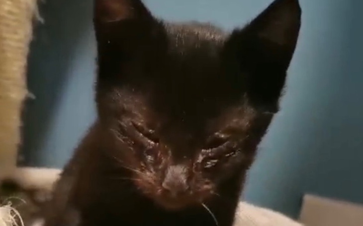 Zbiórka Leczenie kotka Maurycego - zdjęcie główne