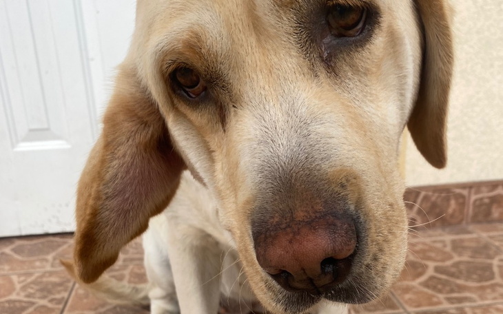 Zbiórka Krwiak małżowiny usznej Blanki - zdjęcie główne