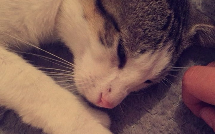 Zbliżenie na śpiącego kota z delikatnym futrem.