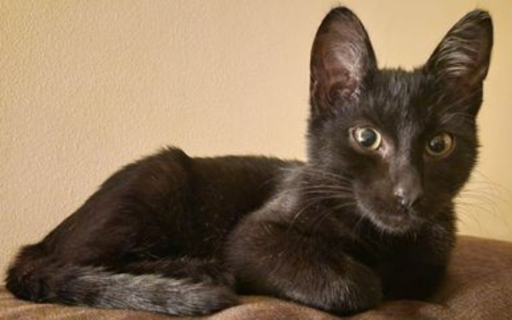 Zbiórka Bracia zbierają na kastrację - zdjęcie główne