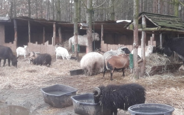 Zbiórka PILNIE Potrzebne siano - zdjęcie główne